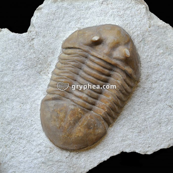Trilobite (Asaphus  sp.) - gryphea.org